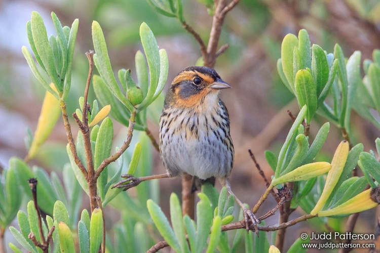 Saltmarsh Sparrow, Big Talbot Island State Park, Florida, United States